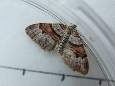 Flame Carpet
